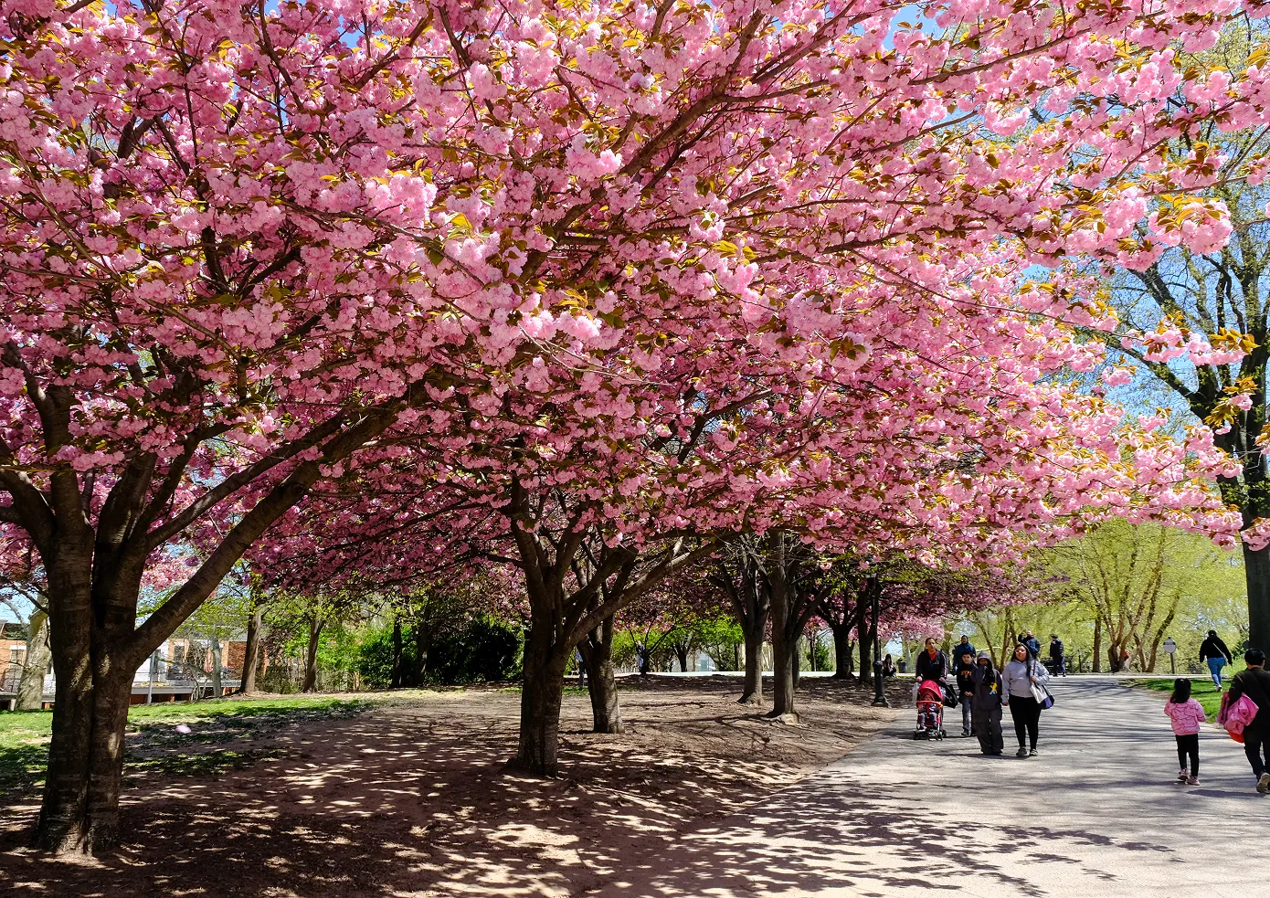 Cherry blossoms in bloom with people walking past