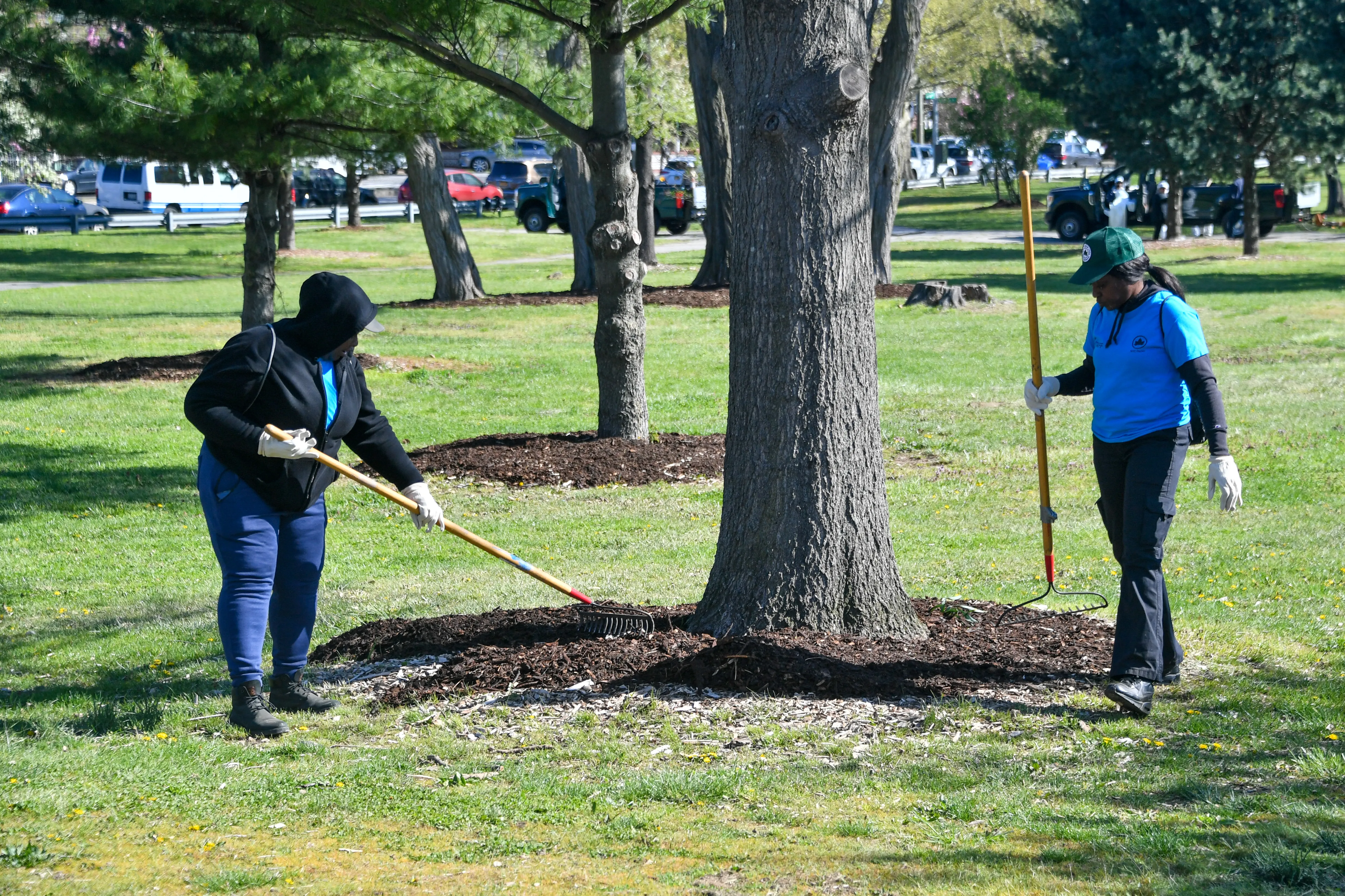 Two women raking base of mature tree