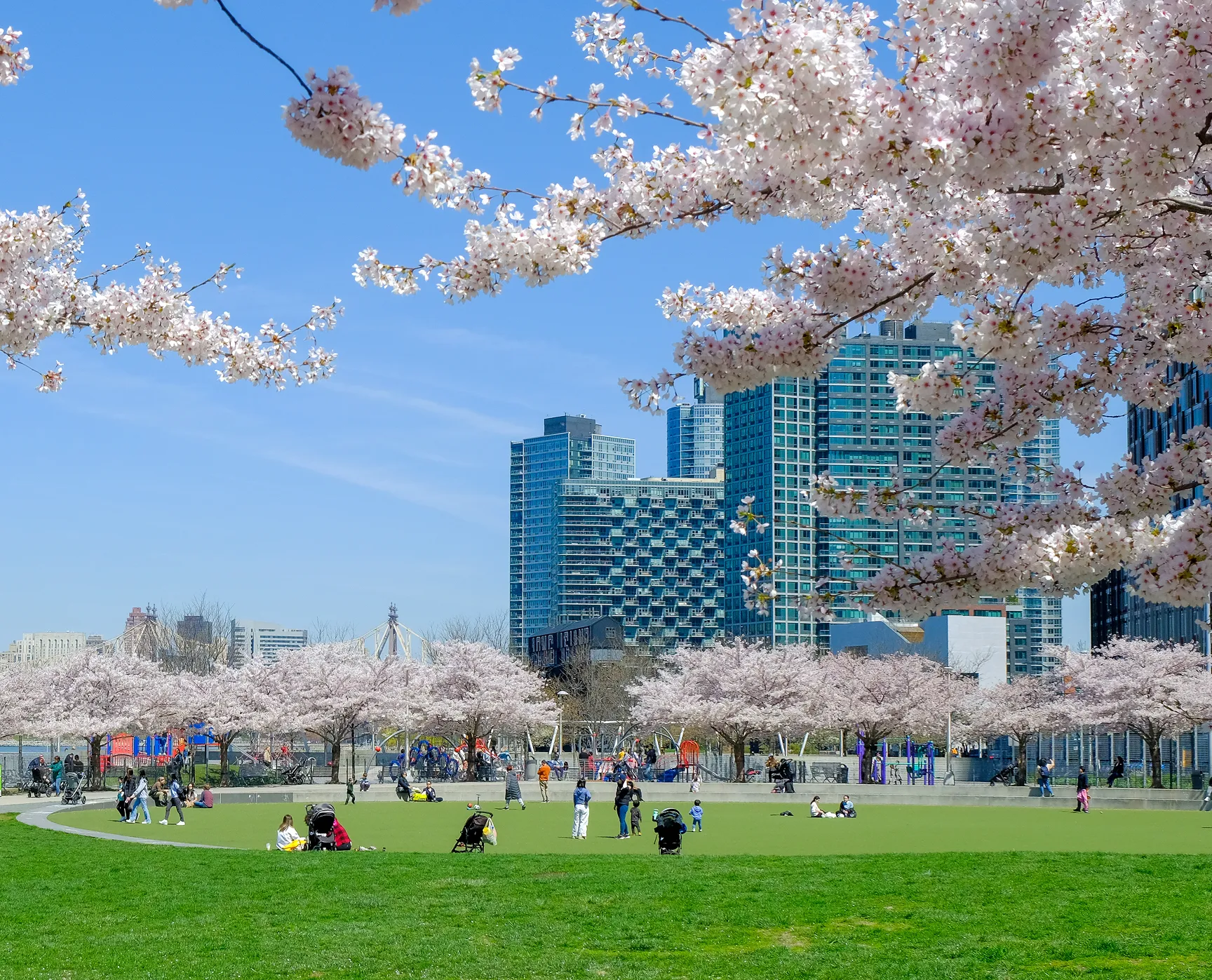 Cherry blossoms in bloom over full playground
