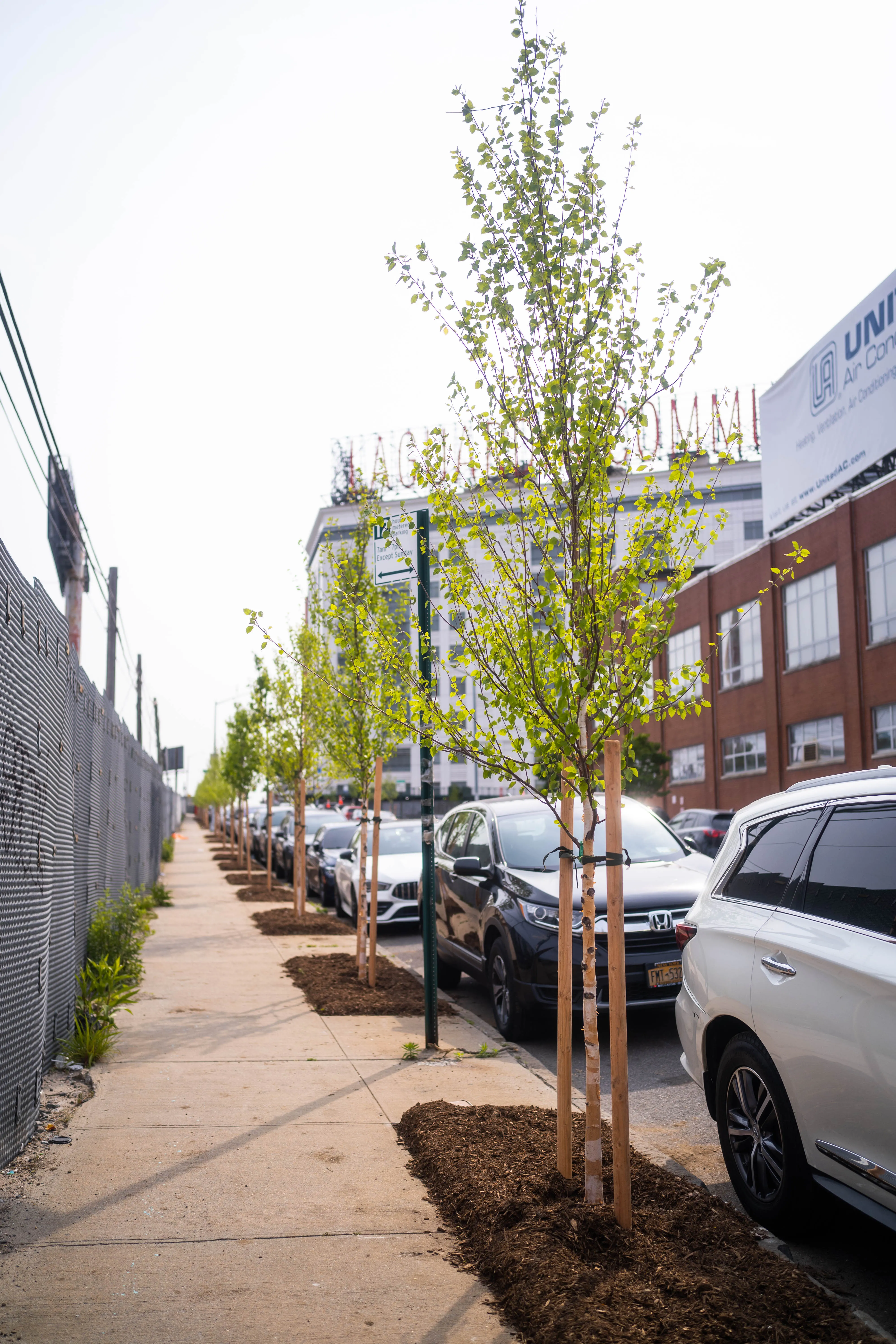 Street tree on sidewalk next to cars